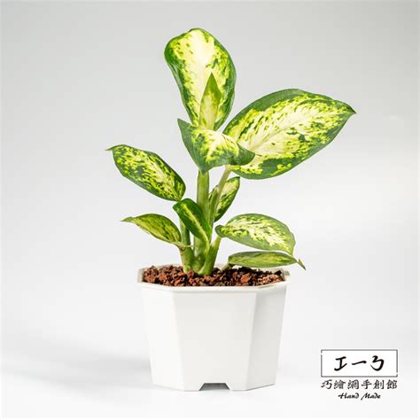 花葉萬年青屬|花葉萬年青屬(天南星科常綠灌木狀草本植物):形態特徵,代表植物,。